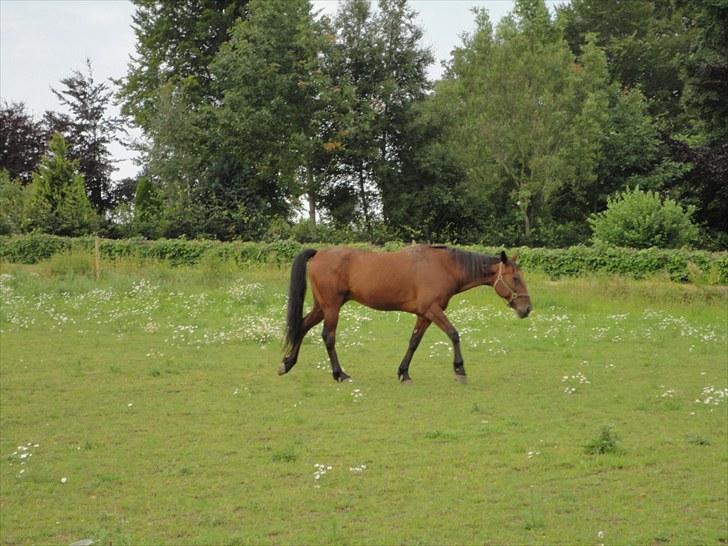 Traver Forever Bit (død) - Hjemme på folden sommer 2010 billede 2
