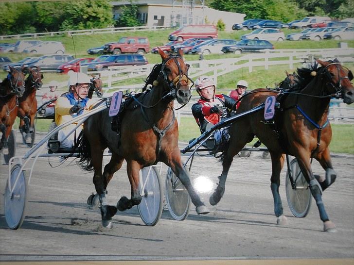 Traver Forever Bit (død) - Vinder i Århus billede 3