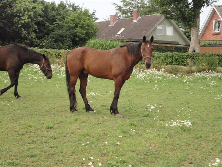 Traver Forever Bit (død) billede 4