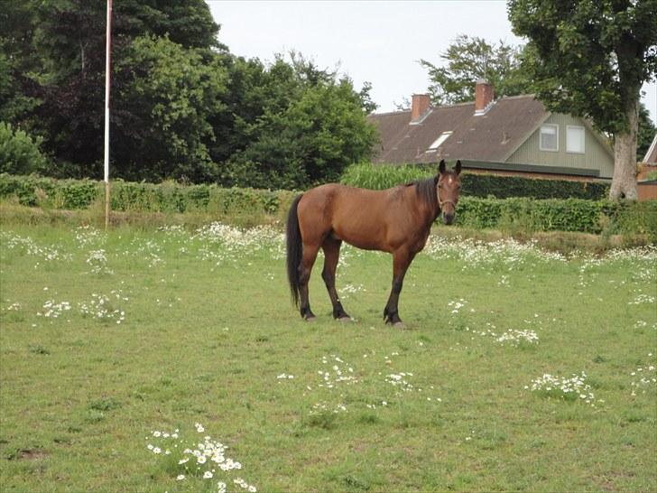 Traver Forever Bit (død) - hjemme på folden sommer 2010 billede 8