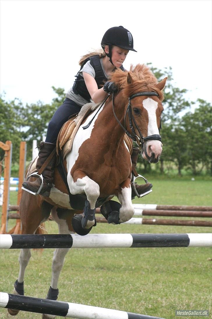 Pinto Elmegaardens sir konrad billede 12