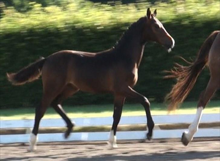 Dansk Varmblod Dortheasmindes Domino - Følskue på Vilhelmsborg billede 1