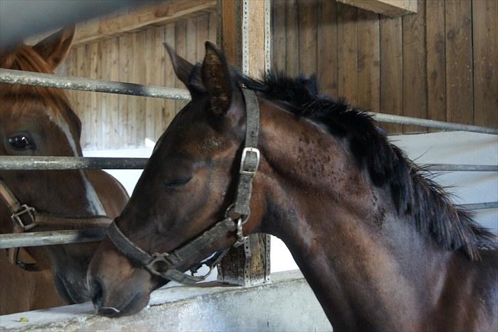 Dansk Varmblod Dortheasmindes Domino - Helios byder velkommen billede 2