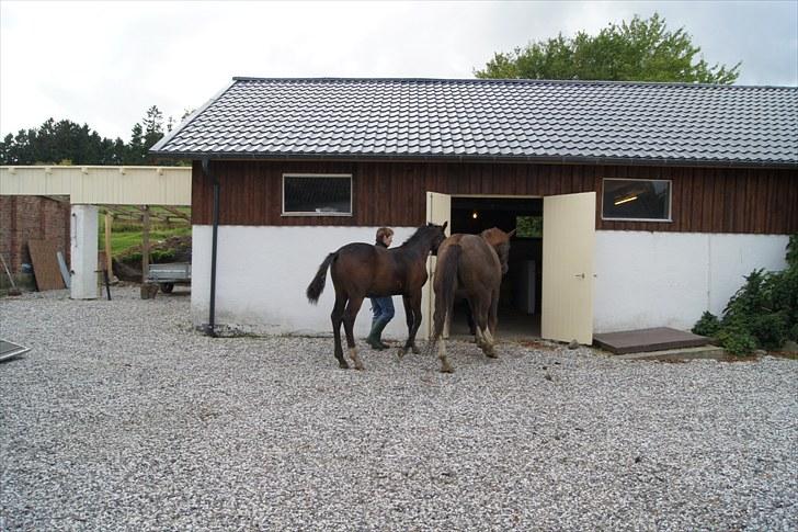 Dansk Varmblod Dortheasmindes Domino - Lige ankommet billede 3