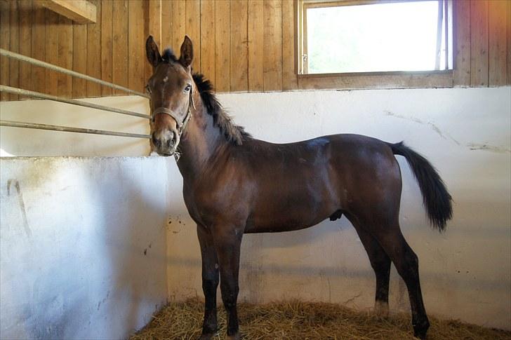 Dansk Varmblod Dortheasmindes Domino - Hvor er min moar?? billede 4