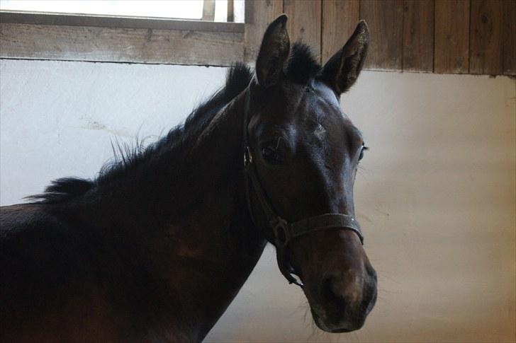 Dansk Varmblod Dortheasmindes Domino billede 5