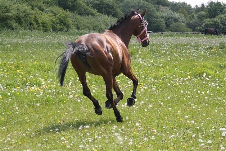 Holstener Pantene Pro-v [tidl. låner] [DØD] - første dag ude på sommer græs 2011 <3 foto: lisa.
tak fordi i så med !! billede 20