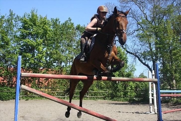 Holstener Pantene Pro-v [tidl. låner] [DØD] - spring træning maj 2011 (: her tager vi lige en lodret på 1.25 (; foto: mia b.  billede 4