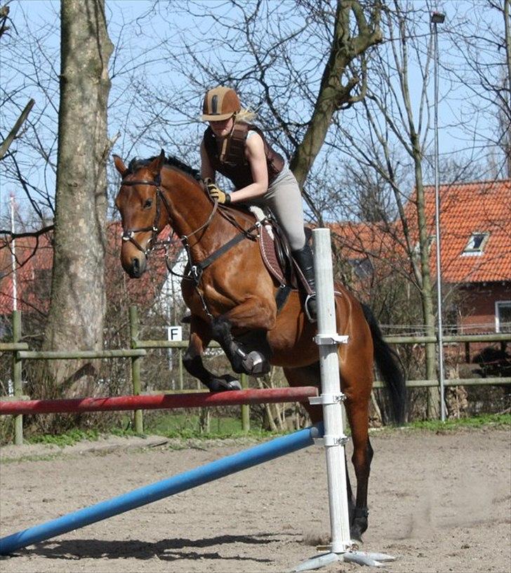 Holstener Pantene Pro-v [tidl. låner] [DØD] - forår 2011 april! en lodret på 90 cm :D & nej hun rev ikke ned selvom det ligner det ;p foto: katrine billede 8