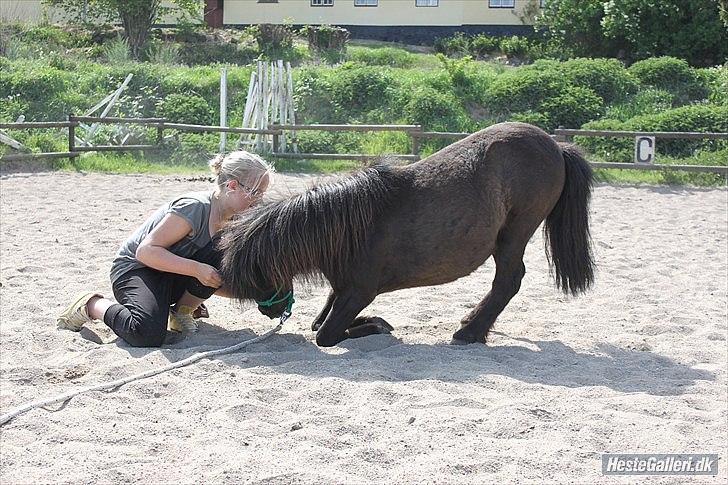 Miniature Blobber - Tricks Knæle :)<3 dejlige Blobber!<3 Foto: Johanne billede 15