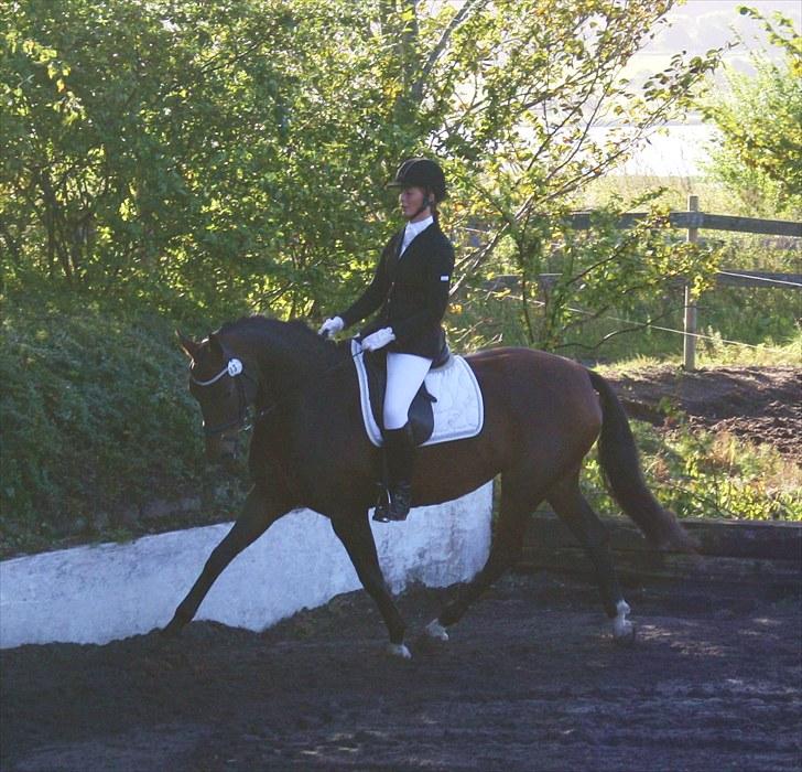 Dansk Varmblod Afrodite RDH (SOLGT)  billede 12