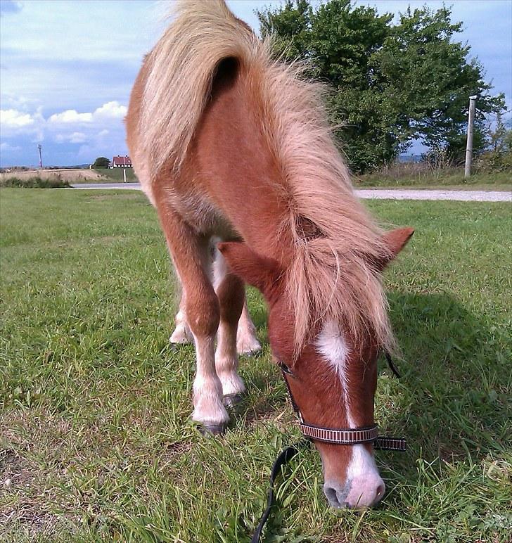 Shetlænder R.I.P SØDE FØLLE :0( billede 2