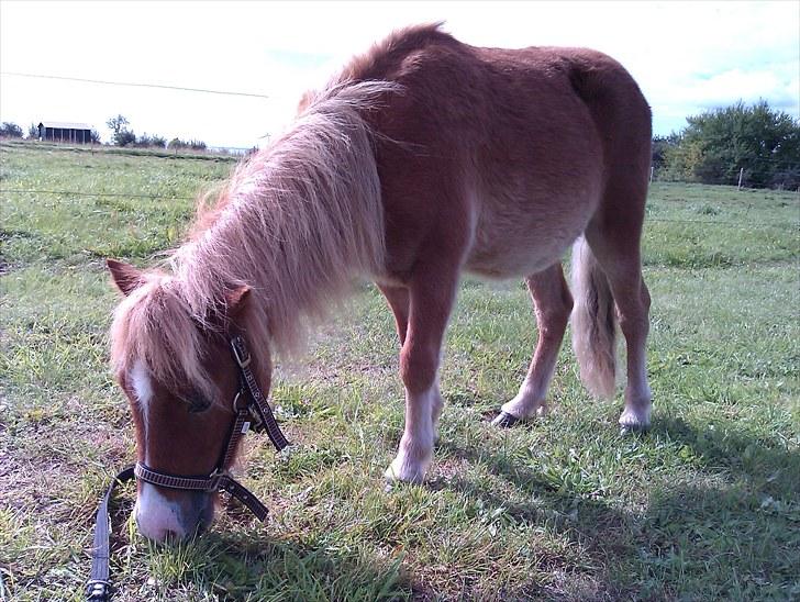 Shetlænder R.I.P SØDE FØLLE :0( billede 6