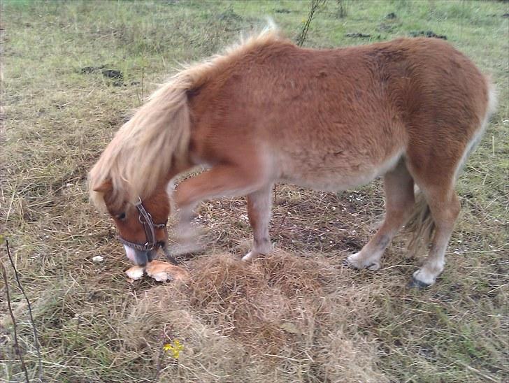 Shetlænder R.I.P SØDE FØLLE :0( billede 7