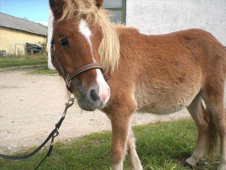 Shetlænder R.I.P SØDE FØLLE :0( billede 1