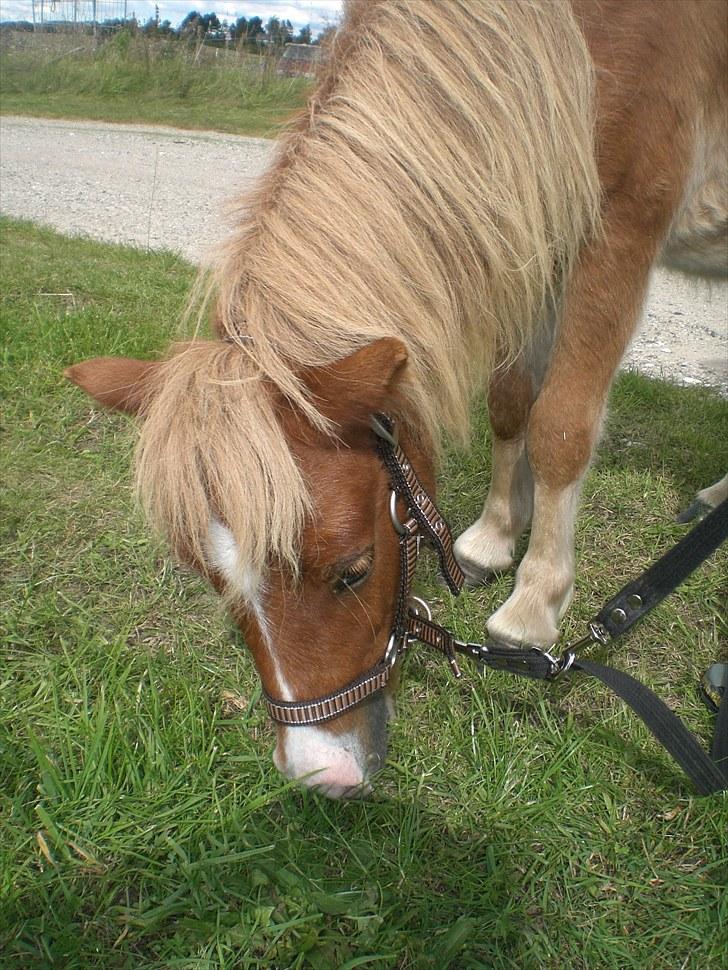 Shetlænder R.I.P SØDE FØLLE :0( billede 8