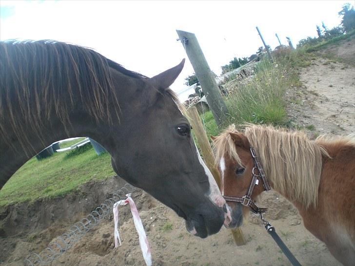 Shetlænder R.I.P SØDE FØLLE :0( billede 10