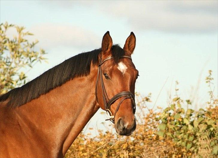 Dansk Varmblod Sundancer billede 1