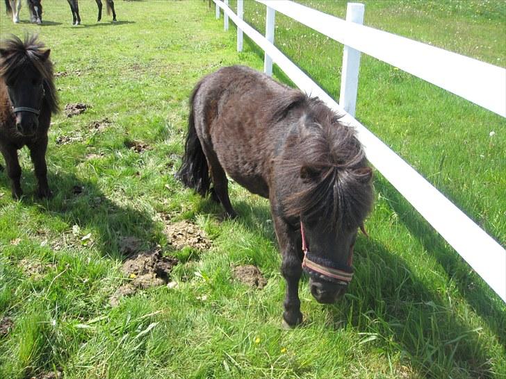 Shetlænder Beddy<3(Smukkeen) Solgt:( billede 15