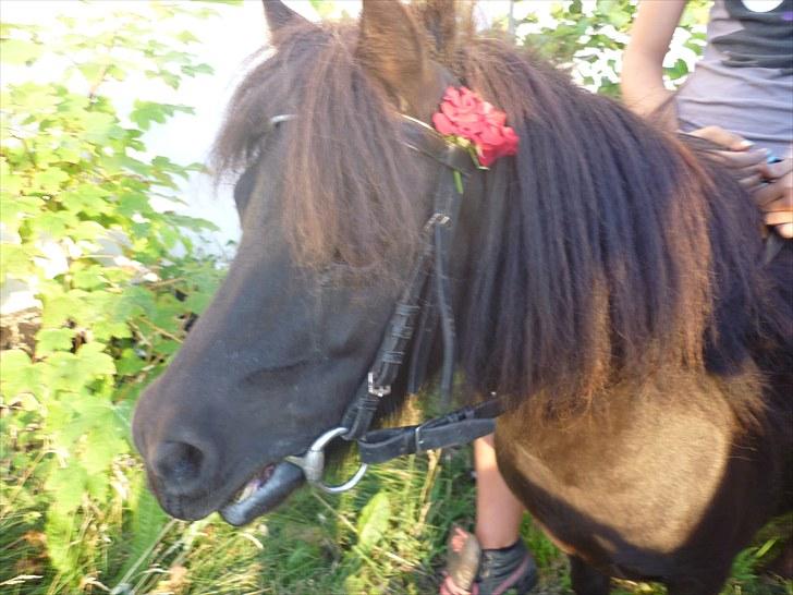 Shetlænder Beddy<3(Smukkeen) Solgt:( billede 18