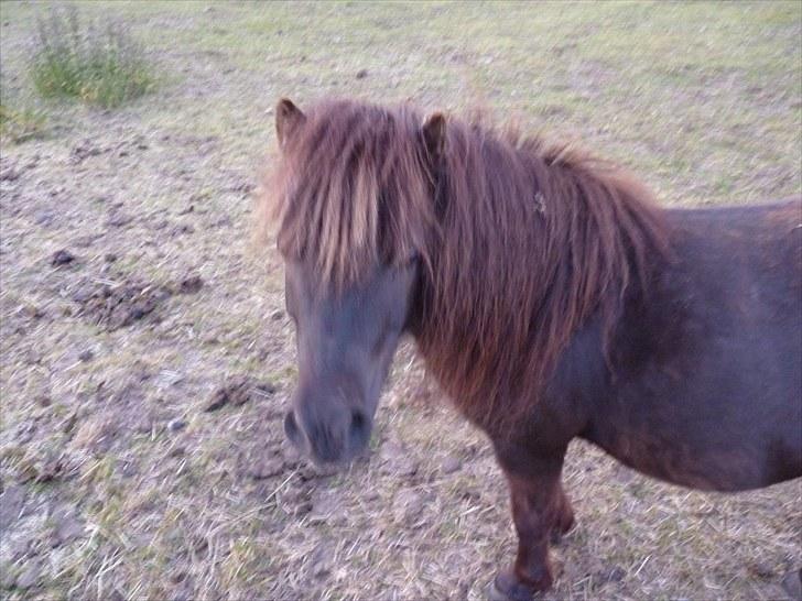 Shetlænder Monty(den dejlige<3)Solgt billede 13
