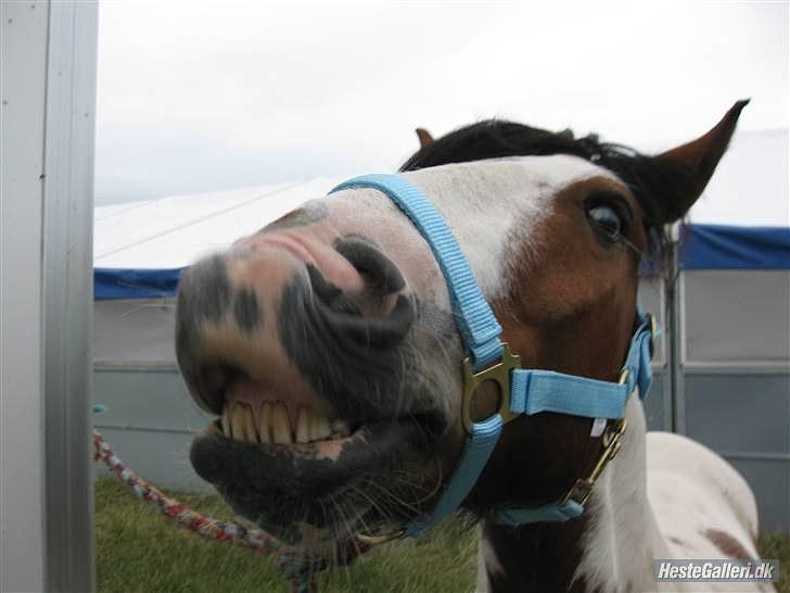 Anden særlig race MR. Blue SOLGT - blue er ved at blive gjort klar til at han skal ind på banen til internationalt stævne i Melby 2009 :)(: Blue smillllller:) billede 18