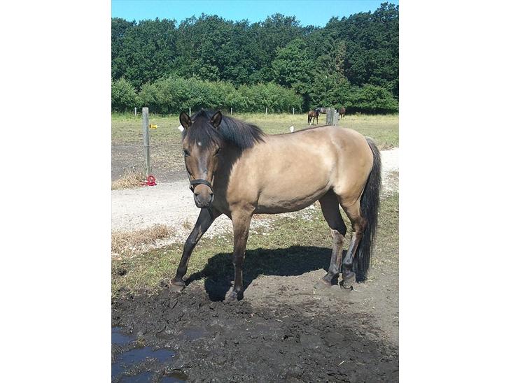 {{currentPhoto.altText}} billede {{currentPhoto.number}}