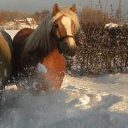 Haflinger Til minde om Sille
