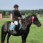 Welsh Pony (sec B) Charles