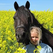 Welsh Pony (sec B) Charles