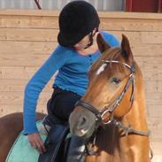 Tysk Sportspony Don Speedy