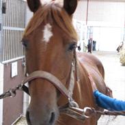 Tysk Sportspony Don Speedy