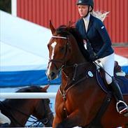 Hollandsk Varmblod Vanto