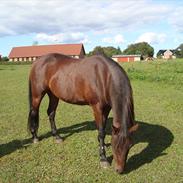 Anden særlig race Moonlight Shadow