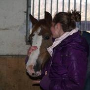 Anden særlig race La Petit Rouge