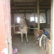 Fjordhest WALDEMARBO´S IBRAHIM PART