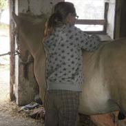 Fjordhest WALDEMARBO´S IBRAHIM PART