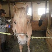 Fjordhest WALDEMARBO´S IBRAHIM PART