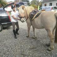 Fjordhest WALDEMARBO´S IBRAHIM PART