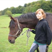 Dansk Varmblod Landlysts Schufo