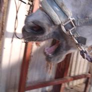 Anden særlig race Dusty R.I.P.