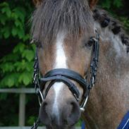Welsh Pony af Cob-type (sec C) Lyngvejens Max