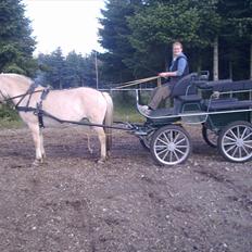 Fjordhest Jydegårdens Luna
