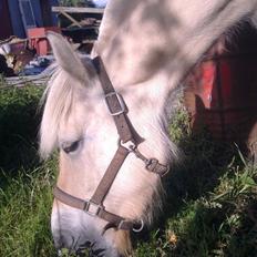Fjordhest Jydegårdens Luna