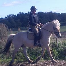 Fjordhest Jydegårdens Luna