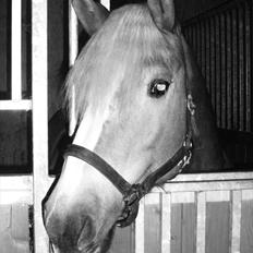 Haflinger Til minde om Sille