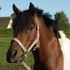 Anden særlig race Milan SOLGT