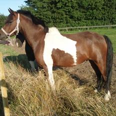 Anden særlig race Milan SOLGT