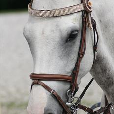 Irsk Sportspony Derrygimlas Atlantic Fox - B pony