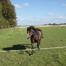 Welsh Mountain (sec A) Stald Carport's spirit